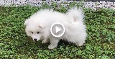 Kako mladička navaditi na sobno čistočo?