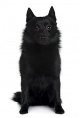 Šiperke (Schipperke)
