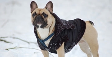 Pasja oblačila - modna muha ali nujna oprema?