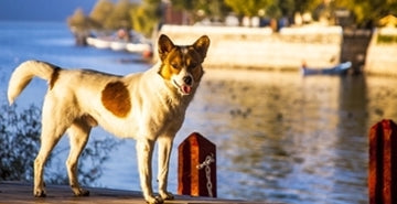 Dopustovanje na Hrvaškem s psom