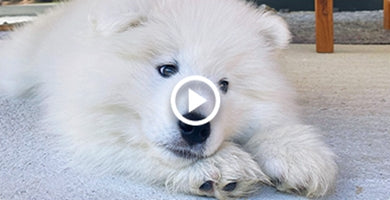 Kako izbrati pravo pasmo?