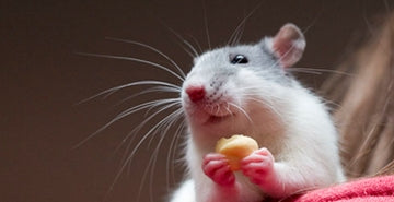 Podgana kot hišni ljubljenček