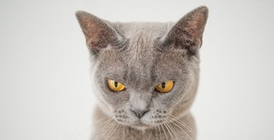 Neješčnost pri mačkah