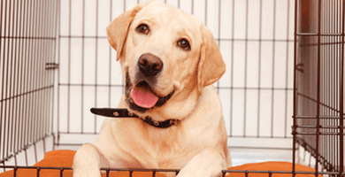 Kako mladička navaditi na boks?