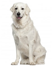 Kuvas (Kuvasz)