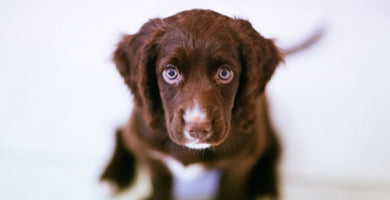 Učenje mladička kam na pasji WC