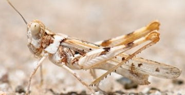 Gojenje kobilic za prehrano plazilcev