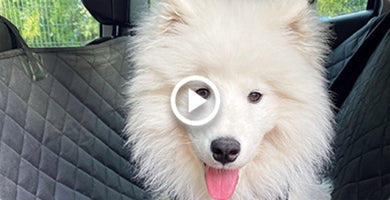 Kako zavarovati mladička v avtu?