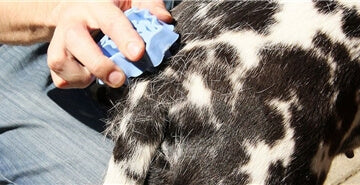 Odstranjevanje odpadajoče dlake