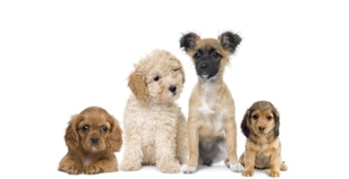 Ali moram svojega mladička res hraniti s posebno hrano za mladiče?