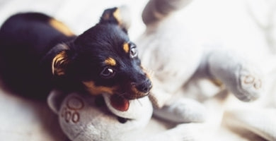 Kako se nam življenje spremeni z nakupom psa?