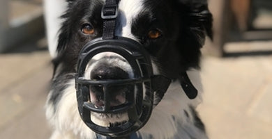 Razbijmo mite o nagobčniku!