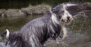 V mokrem kožuščku ni prijetno