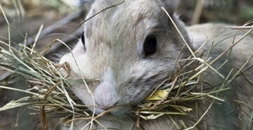 Pravilna prehrana kunca