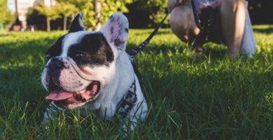 Kako uporabljati sledni povodec?