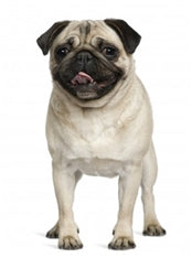 Mops
