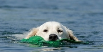 6 nasvetov za brezskrbne počitnice s psom