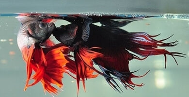 8. Prvi koraki: Vnos rib