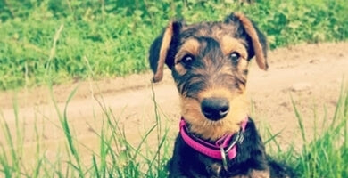 Kako pripraviti svoj dom za novega kužka