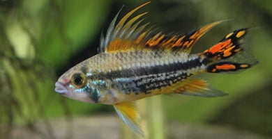 Kakadu ostrižnik - Apistogramma cacautuoides