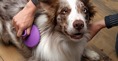 Vodič za nego pasje dlake