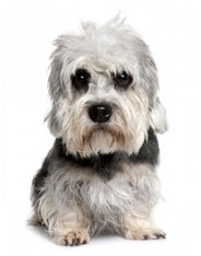 Dandie dinmont terier