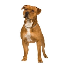 Ameriški pit bull terier