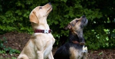 Sedi! Prostor! Stoj!