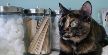 FeLV - virus mačje levkemije