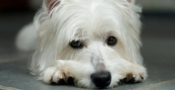 Najpogostejše alergije pri psih