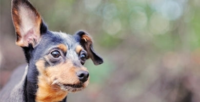 Značilnosti pasjega sluha