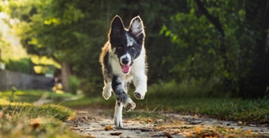 Odpoklic: Najpomembnejši ukaz