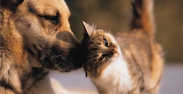 Pogoste zdravstvene težave psov in mačk