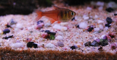 3. Prvi koraki: Filtriranje