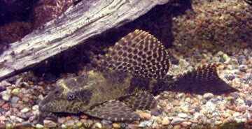 Pikasti oklepničar - Pterygoplichthys gibbiceps