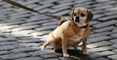 Kako očistiti pasji urin?