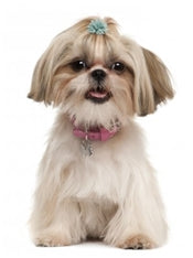 Shih Tzu (Šicu)