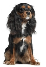 Cavalier King Charles španjel