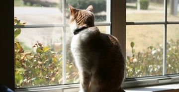 Virus imunske pomanjkljivosti pri mačkah - FIV