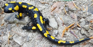 Močerad je za psa izjemno nevaren!