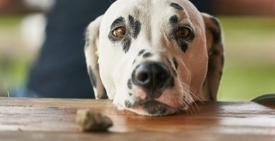 Prosjačenje za hrano