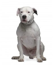 Argentinska Doga (Dogo Argentino)