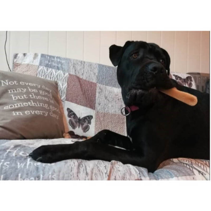 Nasvet: Žvečilka iz sira