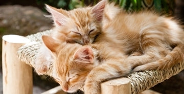 Nujni razmislek pred nakupom mačke