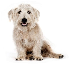 Glen of Imaal terrier