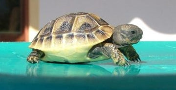 Prehrana grških želvic pozimi