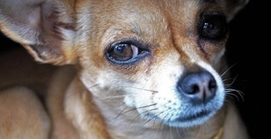 Pregled in nega pasjih oči