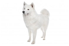 Samojed