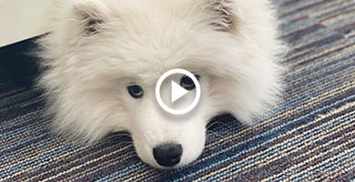 Kako ublažiti stres pri mladičku?