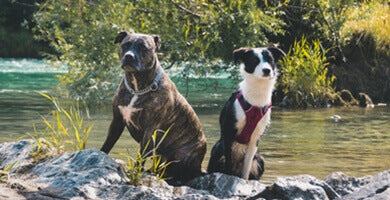 Ovratnica ali oprsnica?